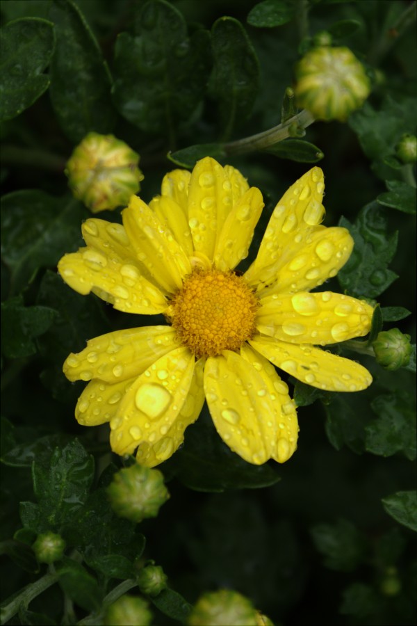 Yellow Dew by Wade Anderson